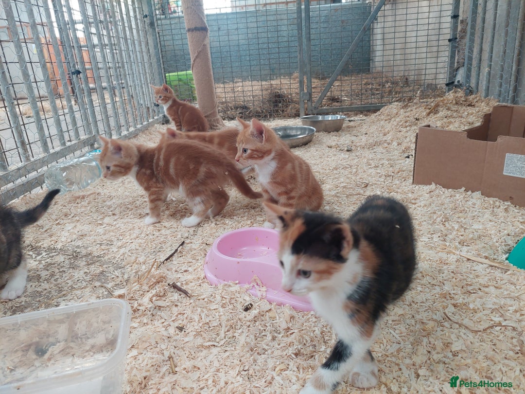 Domestic Shorthair cats for sale: Gorgeous kittens available now - Image 12