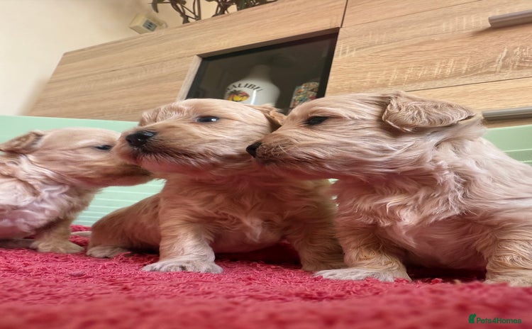 Maltipoo dogs - Advert 1