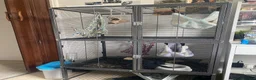 Rat rodents for sale: Cage and accessories  - Advert 1