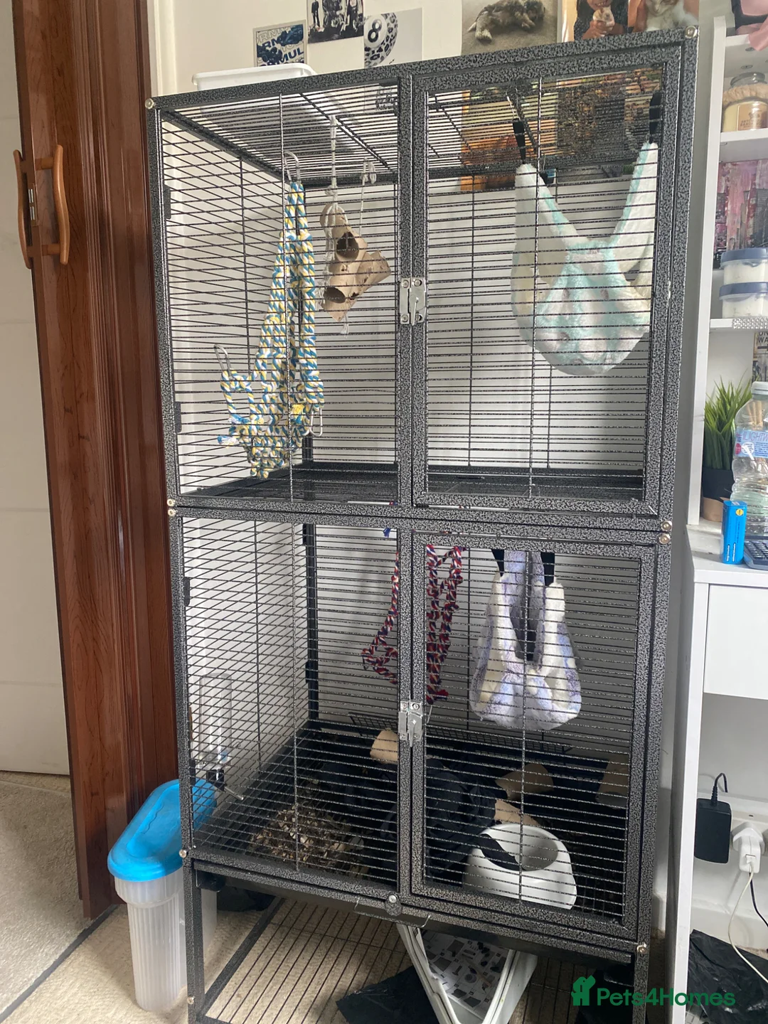 Rat rodents for sale: Cage and accessories  - Advert 1