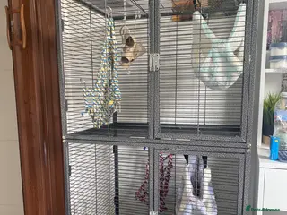 Rat rodents Cage and accessories - Advert 5