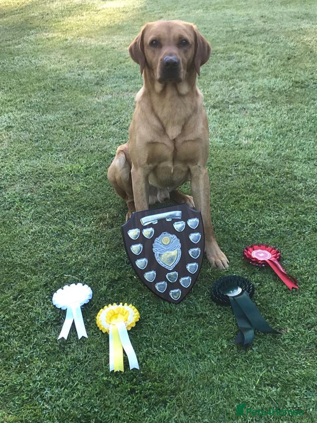 Labrador Retriever dogs for sale: Well bred KC labrador puppies - Advert 8