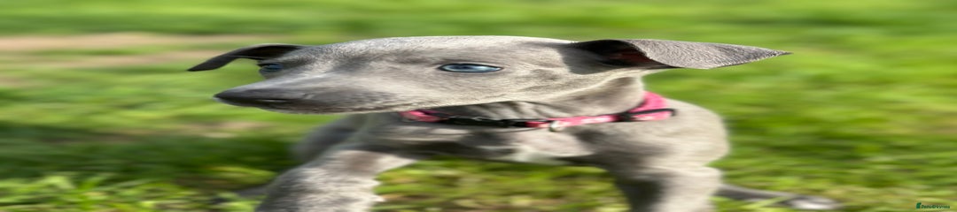 Whippet Puppy 8