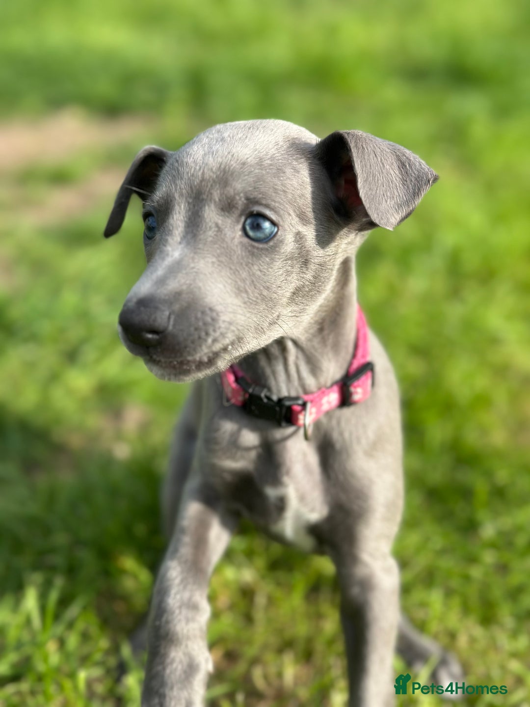 Whippet dogs for sale: READY NOW! STUNNING WHIPPET PUPPYS - Image 13