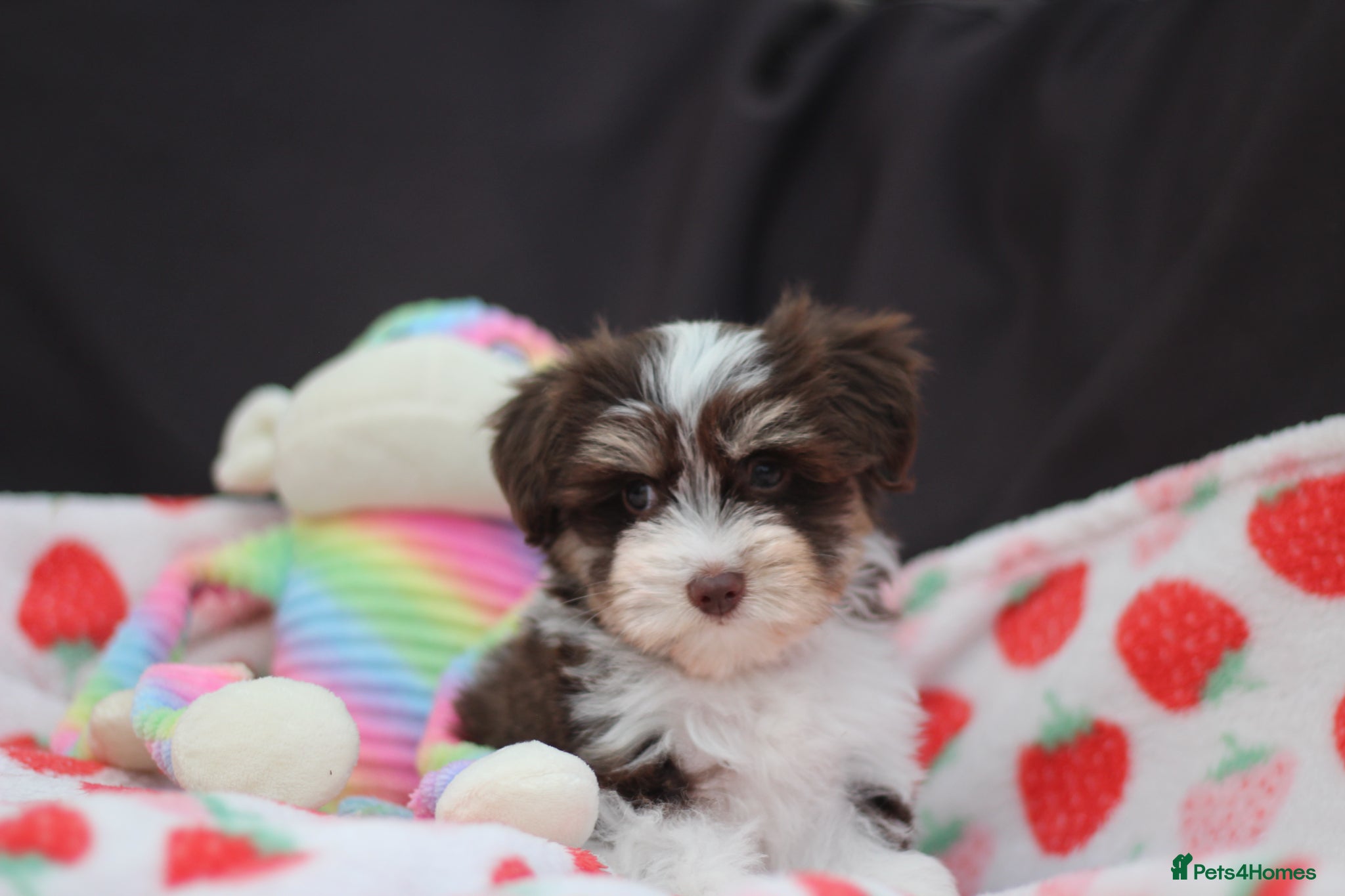 Miniature Schnauzer dogs 🐾 CHOCOLATE GENE KC MINIATURE SCHNAUZER 🐾 - Advert 1