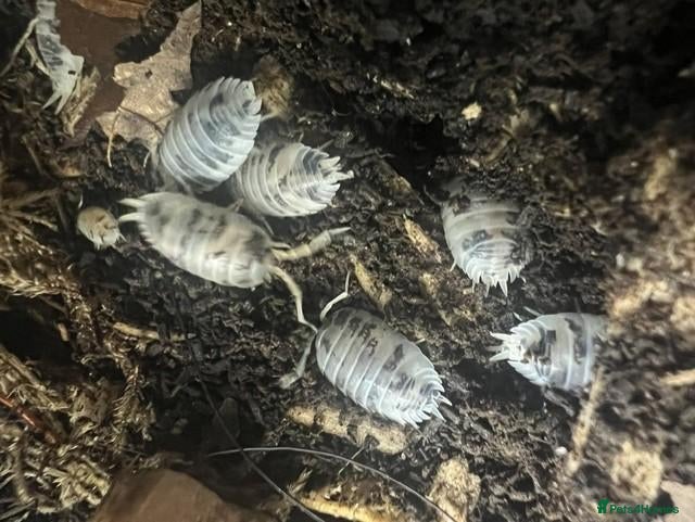 Isopods invertebrates Dairy Cow Isopods (P.laevis) X10+ - Advert 1