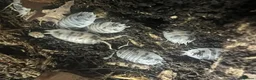 Isopods invertebrates for sale: Dairy Cow Isopods (P.laevis) X10+ - Advert 1