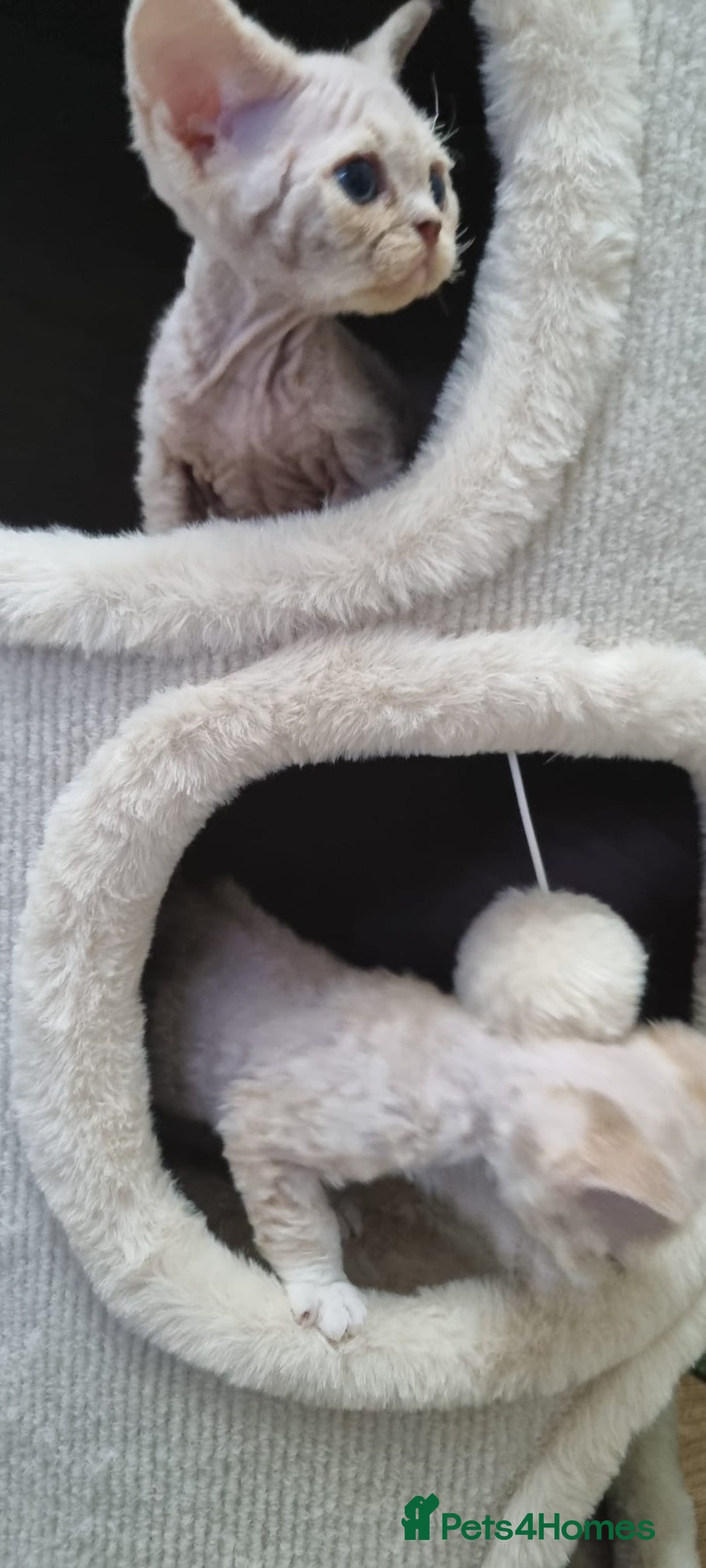 Devon Rex cats for sale: ❤️ Gorgeous Devon Rex Girls ❤️ - Advert 14