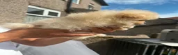 Pomeranian dogs for sale: Gorgeous Pomeranian Puppies in Morecambe - Advert 14