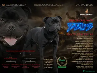 Staffordshire Bull Terrier dogs Extensively Health Tested KC S.B.T - Advert 8