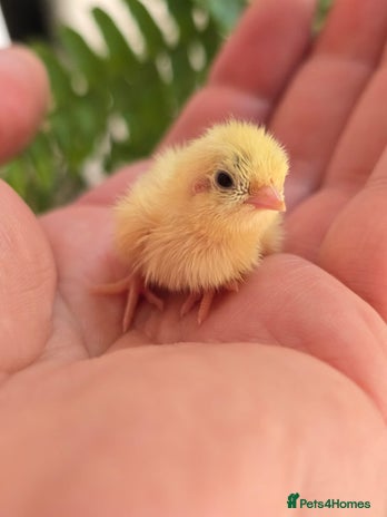 Quail poultry - Advert 10