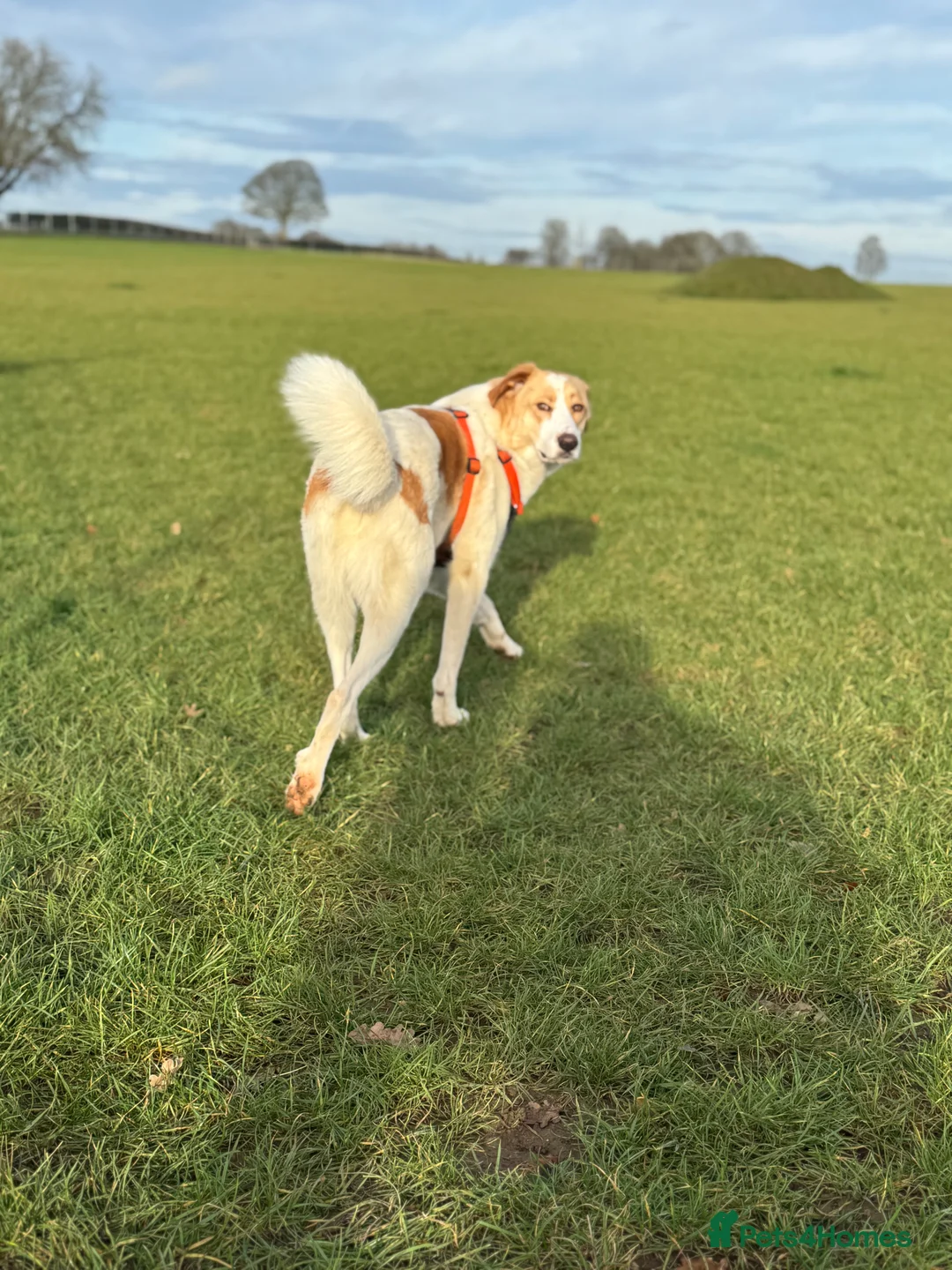 Mixed Breed dogs for adoption: 💙🩵NOW ADOPTED 🩵💙 - Advert 12