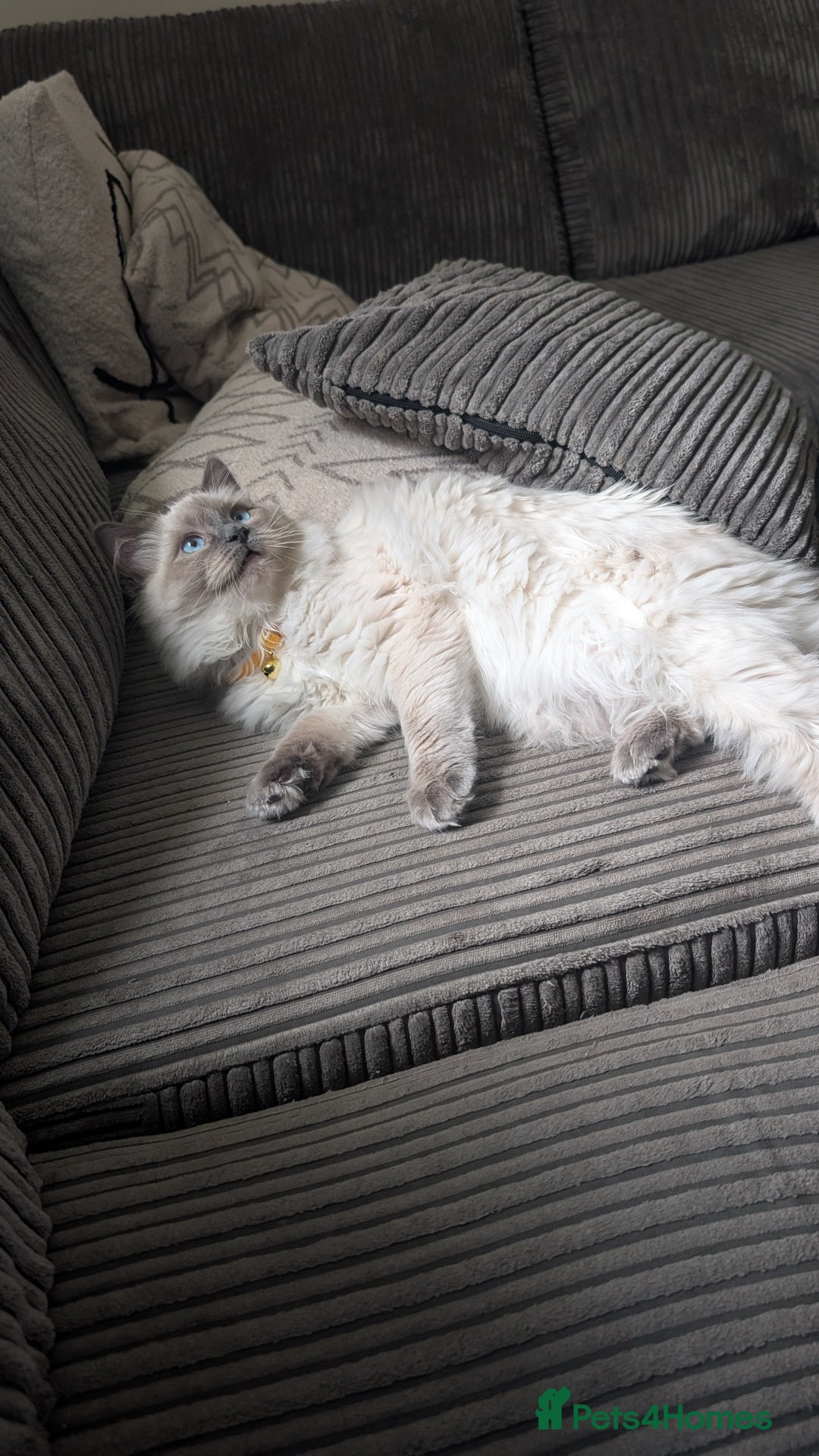 Ragdoll cats for sale: Female ragdoll  - Advert 1