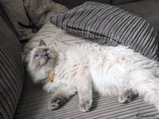 Ragdoll cats Female ragdoll - Advert 6