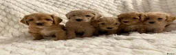 Cockapoo dogs for sale: ❤️COCKAPOO PUPPIES F1B❤️ - Advert 1