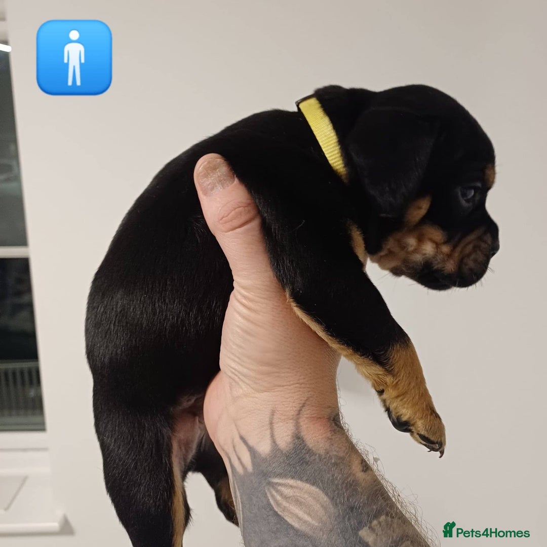 Mixed Breed dogs for sale: British Bulldog, Staffy Cross Pups - Advert 5