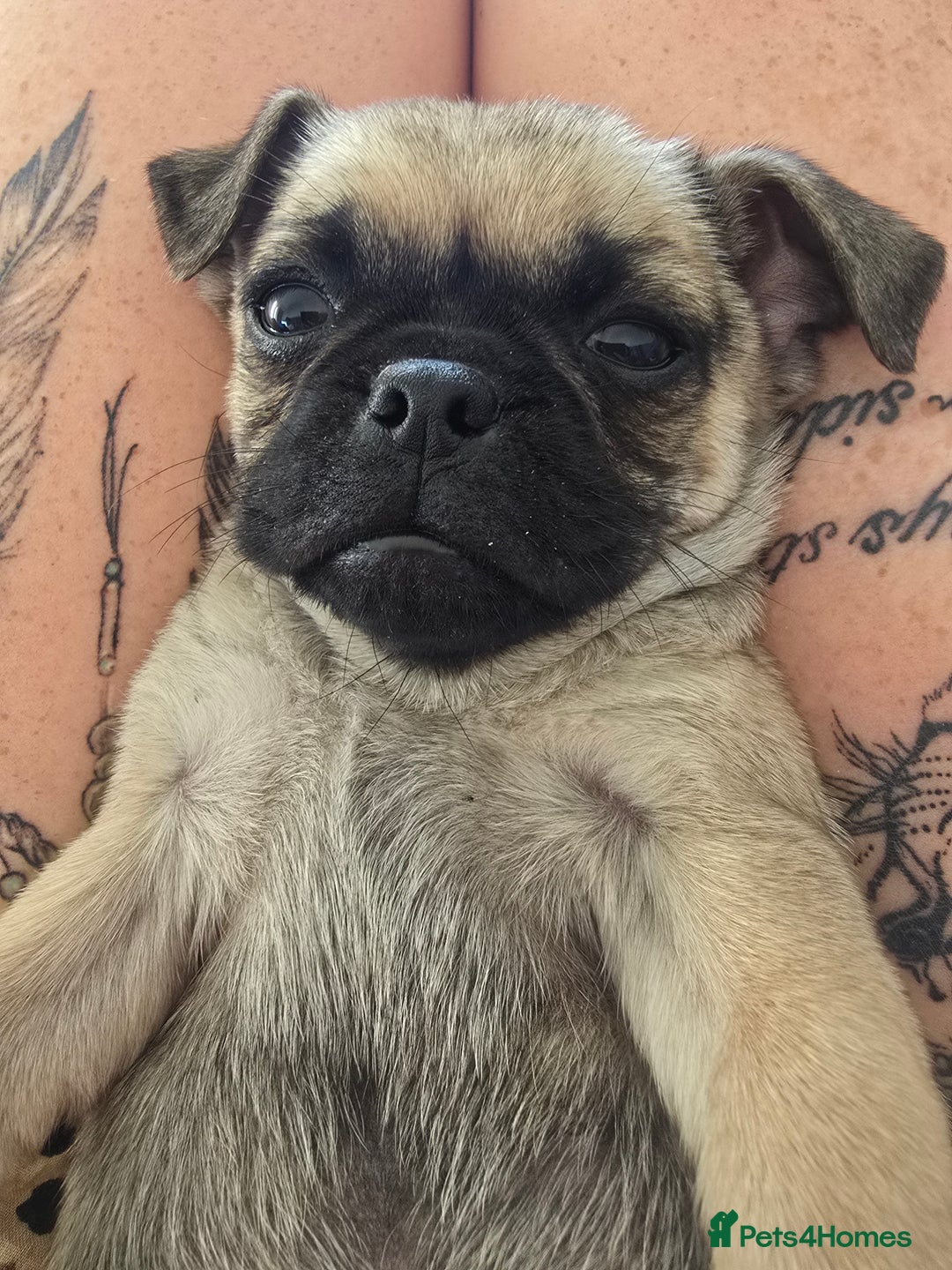 Puggle dogs for sale: Last female puppy left  - Image 1