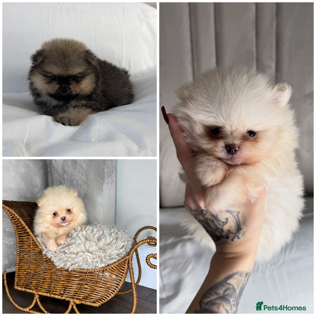 Pomeranian dogs for sale: 3 TEDDY KC POMERANIANS LEFT 🐶 - Advert 1