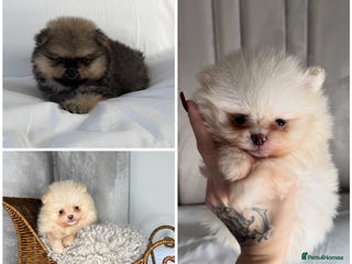 Pomeranian dogs 3 TEDDY KC POMERANIANS LEFT 🐶 - Advert 19