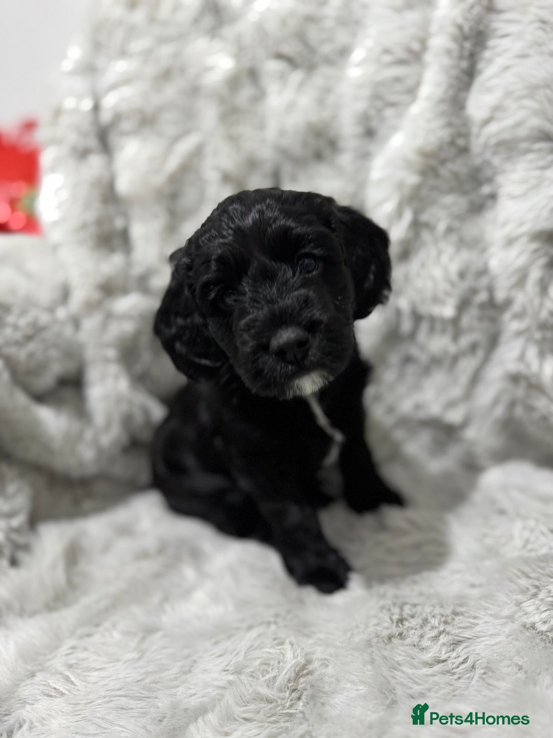 Cockapoo dogs for sale: F2 cockapoo puppies  - Advert 7