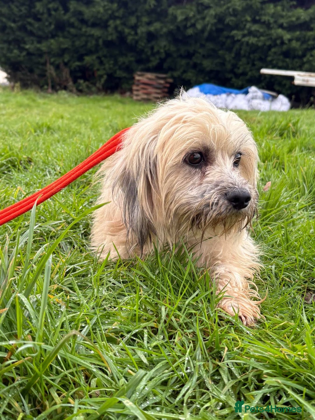 Mixed Breed dogs for adoption: Alison - Norwich Norfolk  - Advert 4