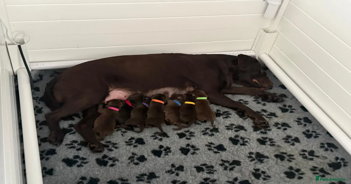 Chocolate Labrador Retriever Puppies for sale | Pets4Homes