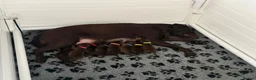Labrador Retriever dogs for sale: Beautiful KC Chocolate Labrador Puppies - Advert 1