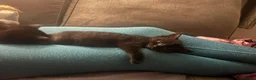 Mixed Breed cats for sale: Two black tom kittens - Advert 3