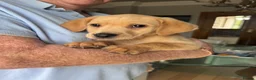 Labrador Retriever dogs for sale: Golden Labrador Puppies - Advert 7