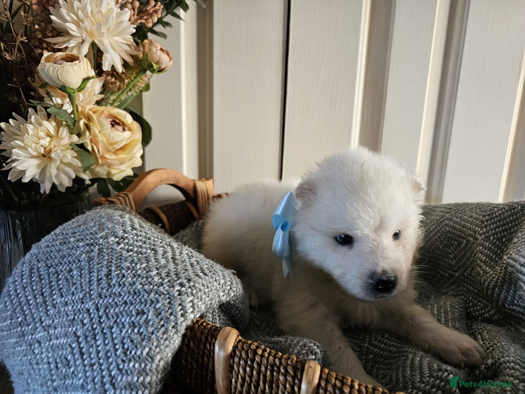 Samoyed dogs for sale: Outstanding Litter of Pedigree Samoyeds - Advert 4