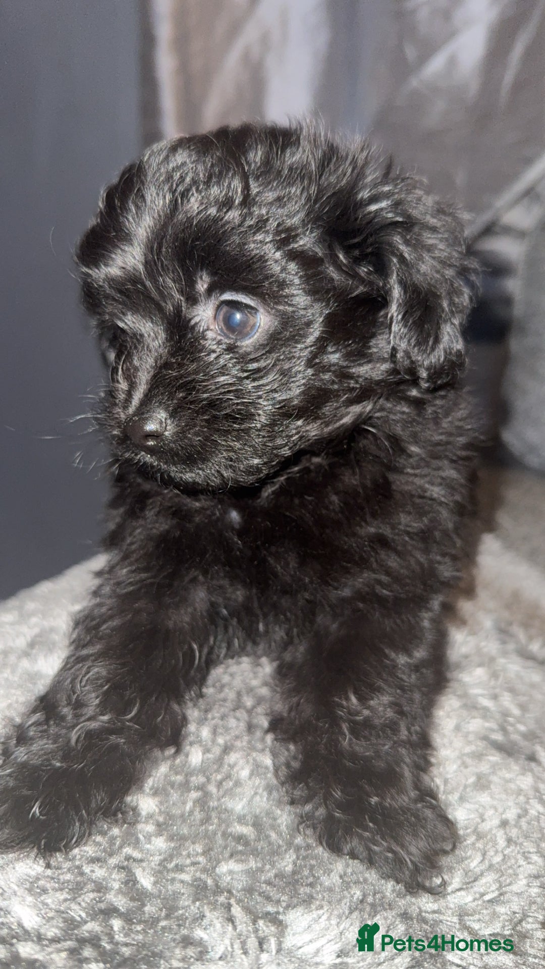 Pomapoo dogs for sale: Princess Pomapoo 🩷 - Advert 7