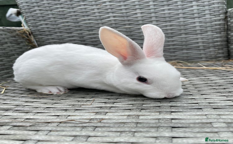 Rex rabbits - Advert 13