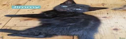 Mixed Breed cats for sale: Russian Blue & Bengal Cross kittens - Advert 3