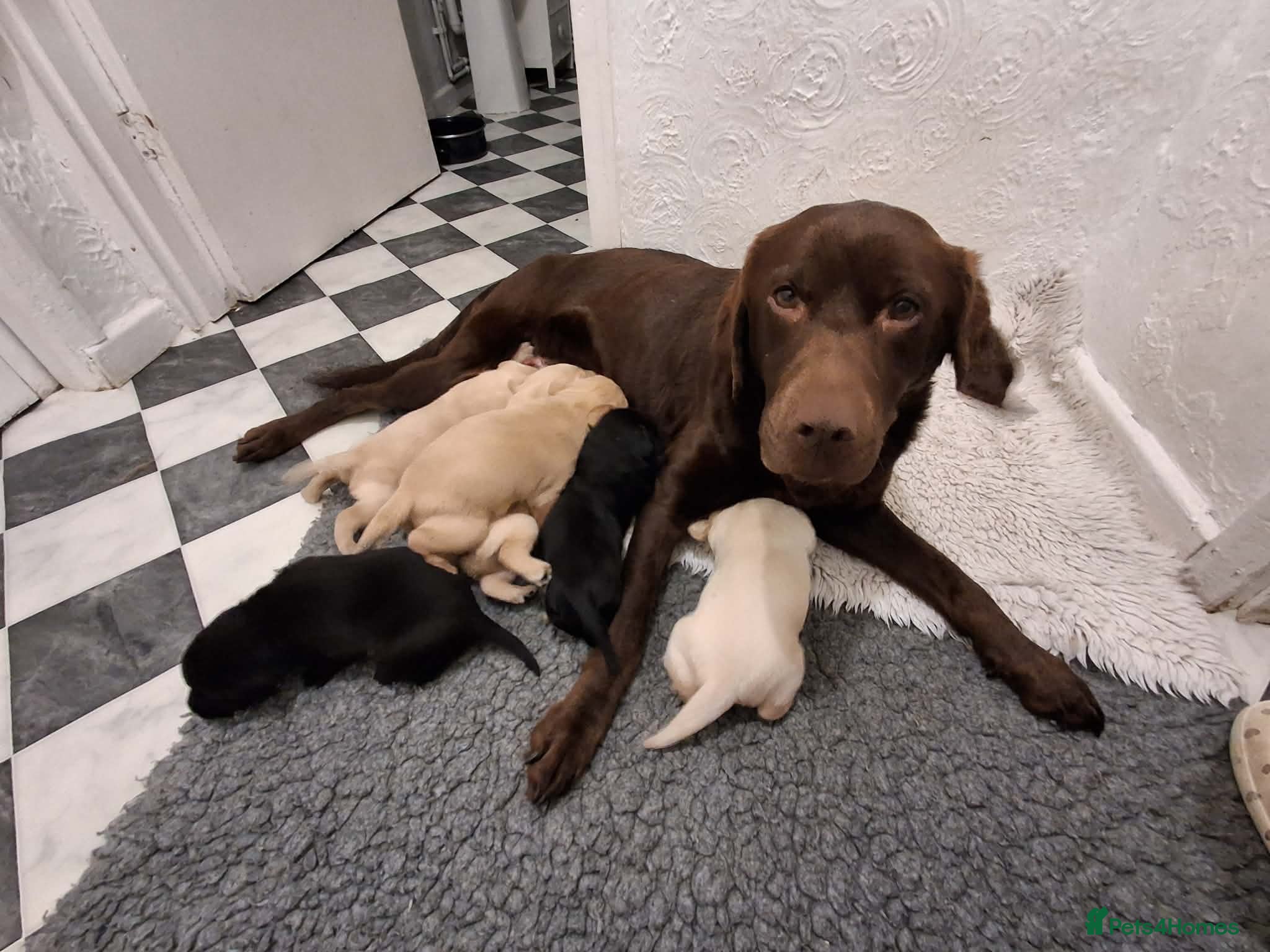 Labrador Retriever dogs Labrador Puppies - Advert 11