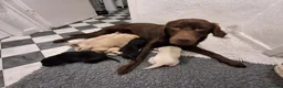 Labrador Retriever dogs for sale: Labrador Puppies - Advert 1