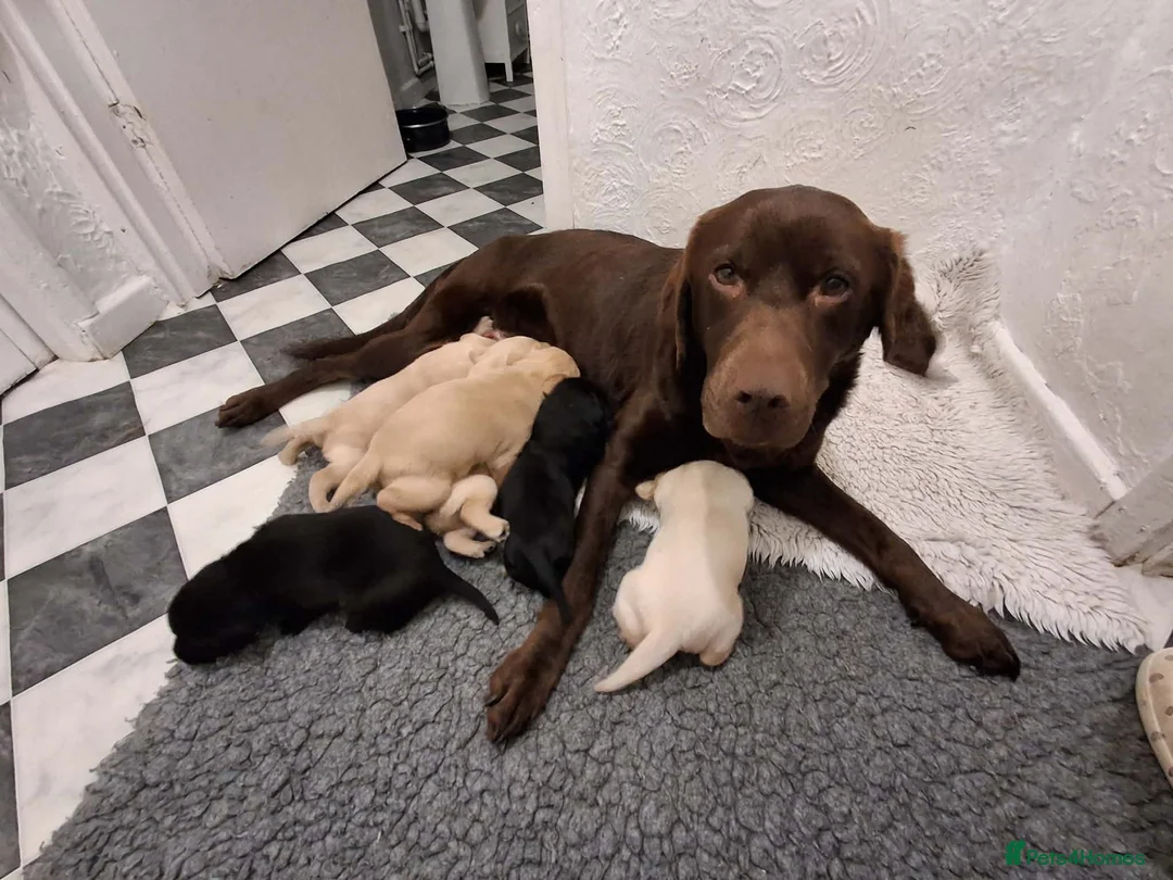 Labrador Retriever dogs for sale: Labrador Puppies - Advert 1