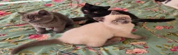 British Shorthair cats for sale: British shorthair kittens from 2 litter - Advert 4
