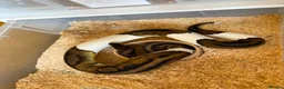Python Snake reptiles for sale: Royal pythons  - Advert 17