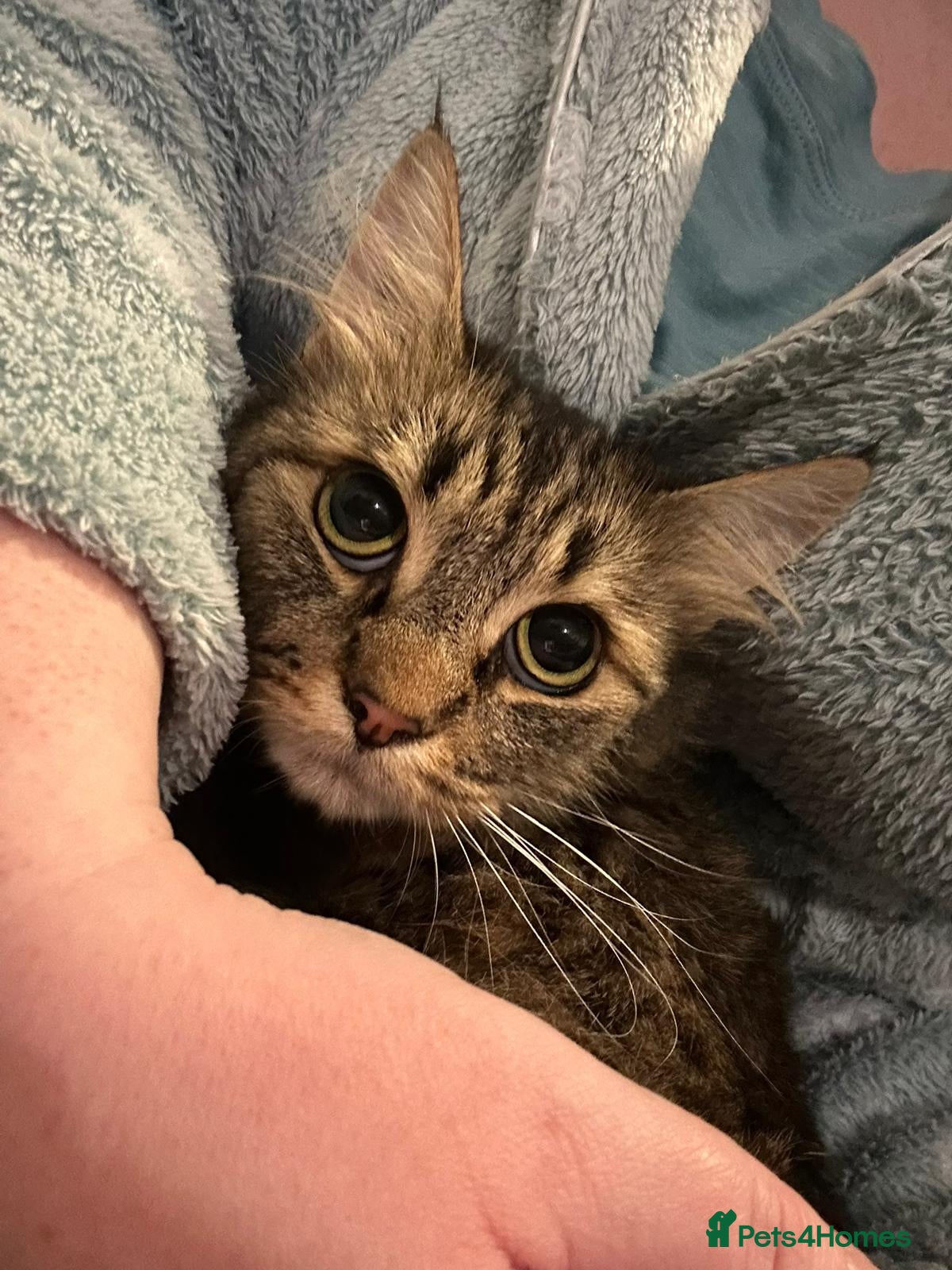 Domestic Shorthair cats Nervous Nova looking for patient owner - Advert 1