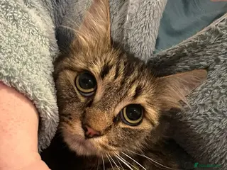 Domestic Shorthair cats Nervous Nova looking for patient owner - Advert 1