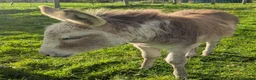 Donkey livestock for sale: Female Donkey Foal for Sale - Advert 2