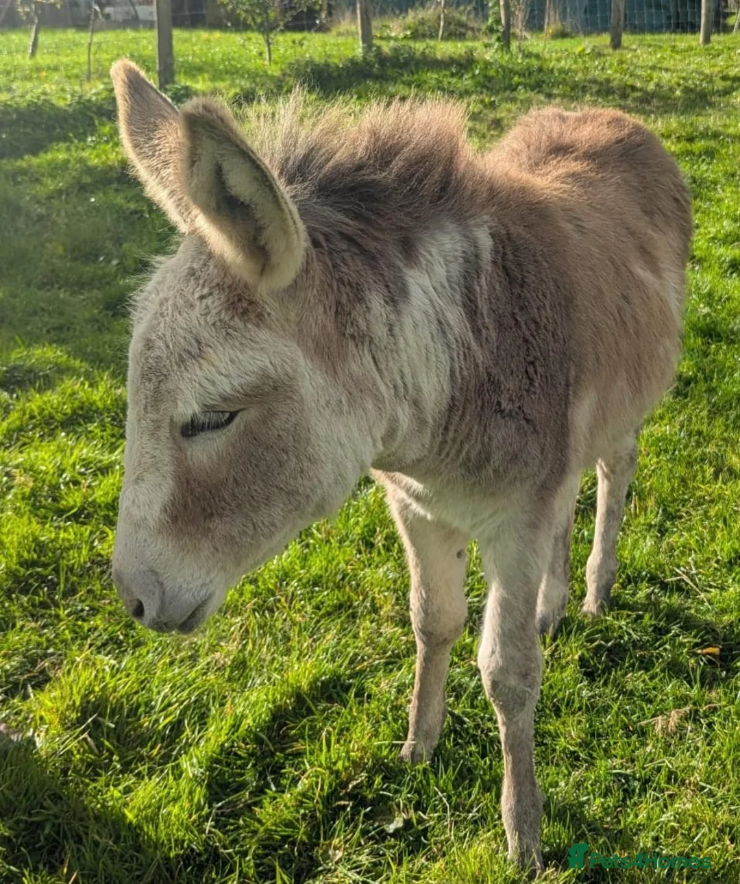 Donkey livestock for sale: Female Donkey Foal for Sale - Advert 2