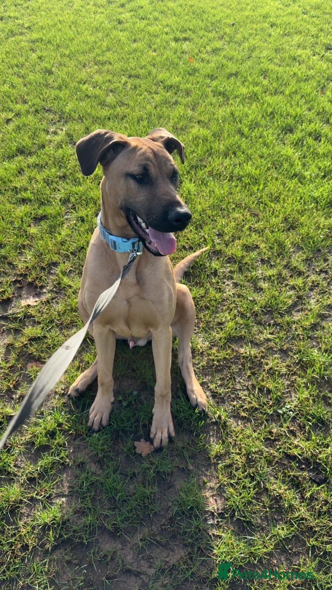 Mixed Breed dogs for sale: Gerrard - Doberman x Presa Canario - Advert 2