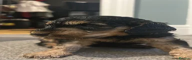 Cockapoo 2