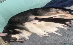 Chihuahua dogs for sale: stunning kc registered chihuahua pups 🫶🏼 - Image 1