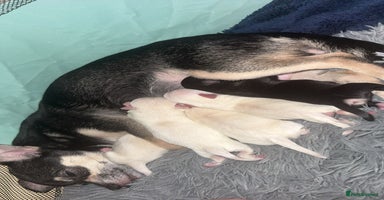 Chihuahua dogs - Advert 8