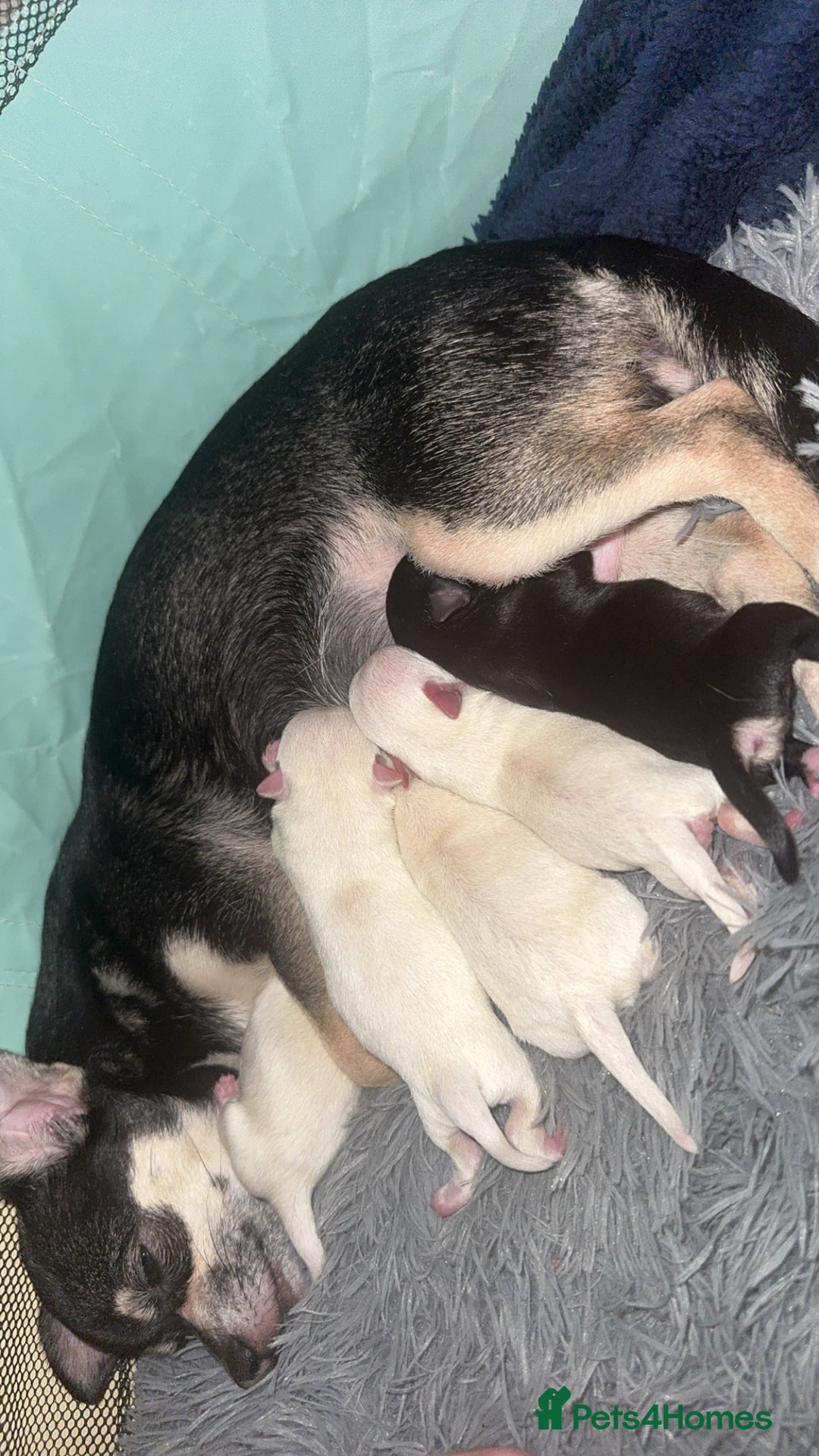Chihuahua dogs for sale: stunning kc registered chihuahua pups 🫶🏼 - Image 1