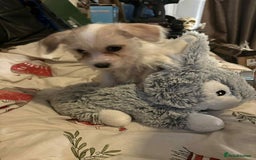 Mixed Breed dogs for sale: stunning little chishi  - Image 3