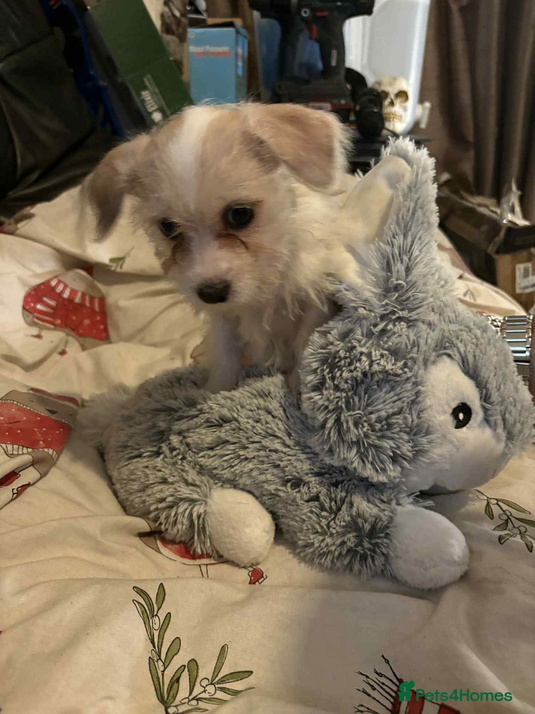 Mixed Breed dogs for sale: stunning little chishi  - Image 3
