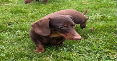 Miniature Dachshund dogs Rudi: The Silent Soul Who Survived the Unthinkable - Advert 7